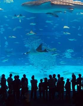 أكواريوم إسطنبول